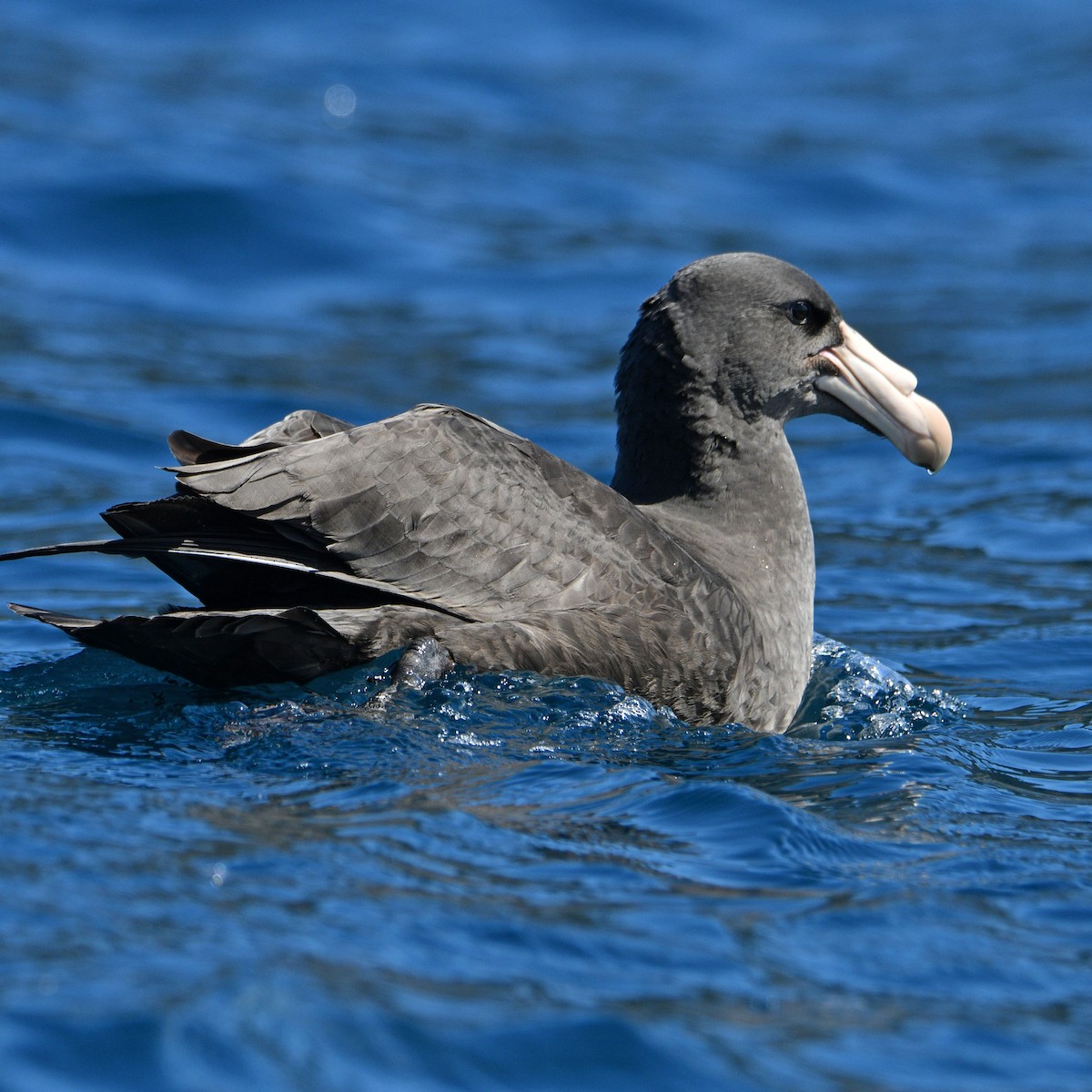 Northern Giant-Petrel - Peter & Shelly Watts