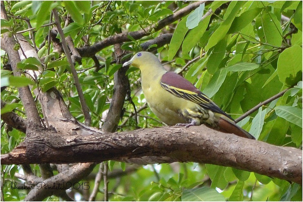 Gray-fronted Green-Pigeon - ML42105281