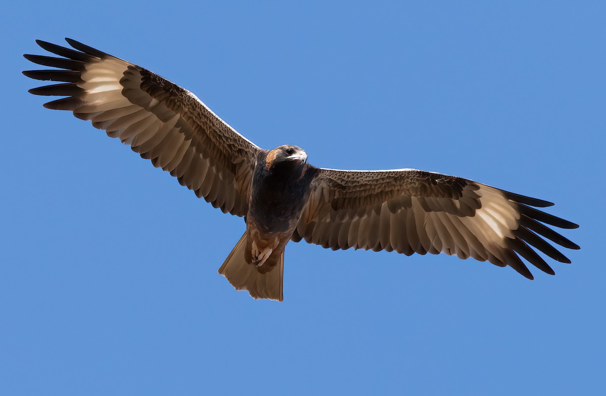 Black-breasted Kite - ML421053281