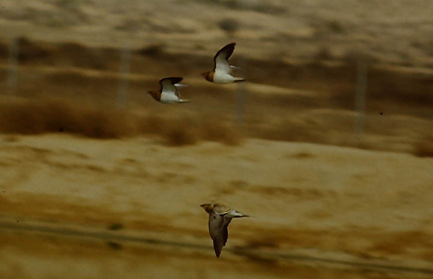 Pin-tailed Sandgrouse - Mark Dennis