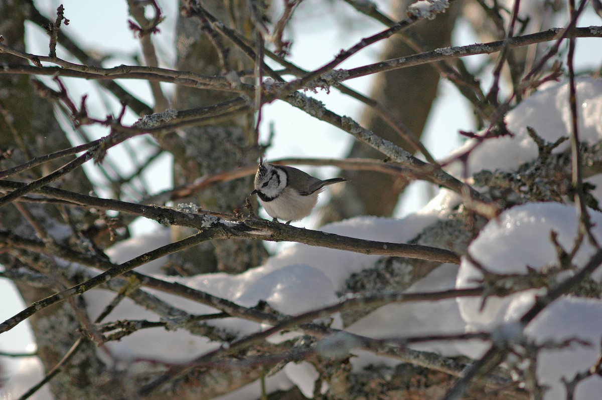 Crested Tit - ML42105491