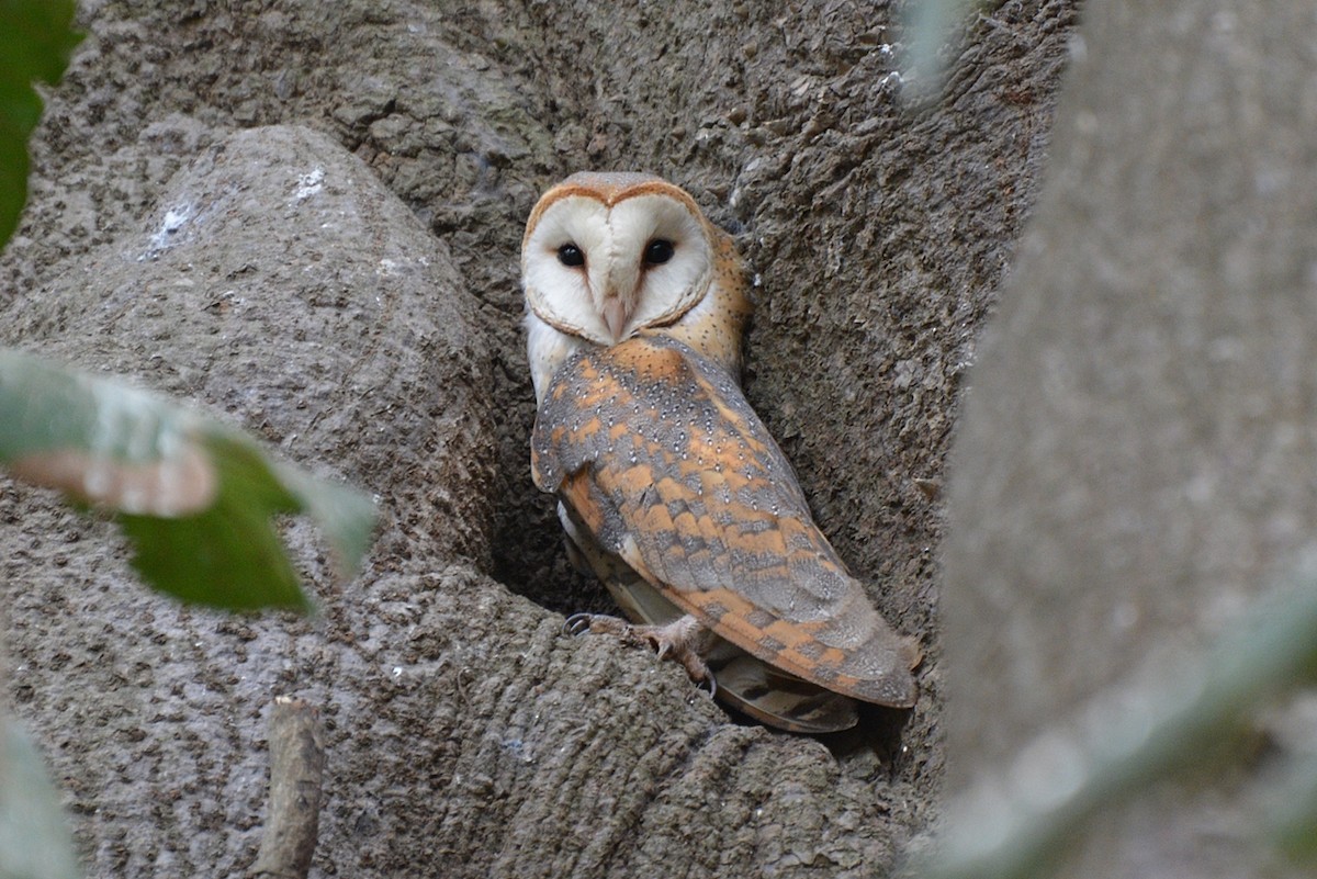 Barn Owl - Henry Cook