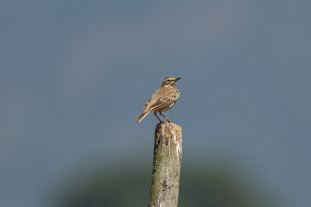 pipit sp. - ML421057591