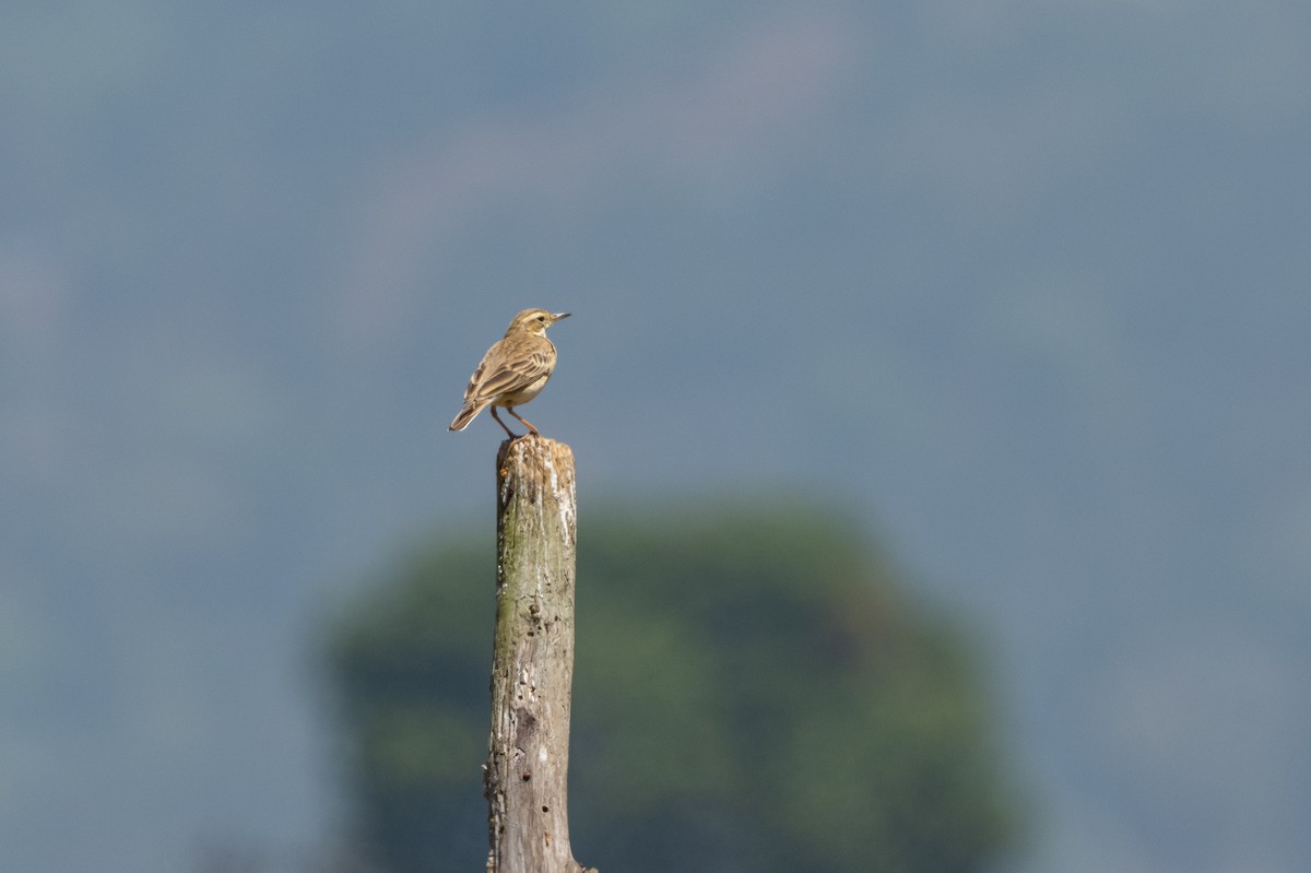 pipit sp. - ML421057601