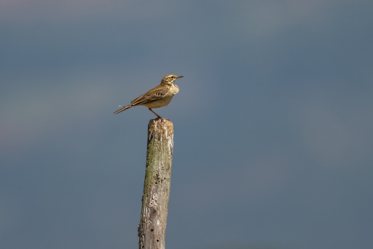 pipit sp. - ML421057611