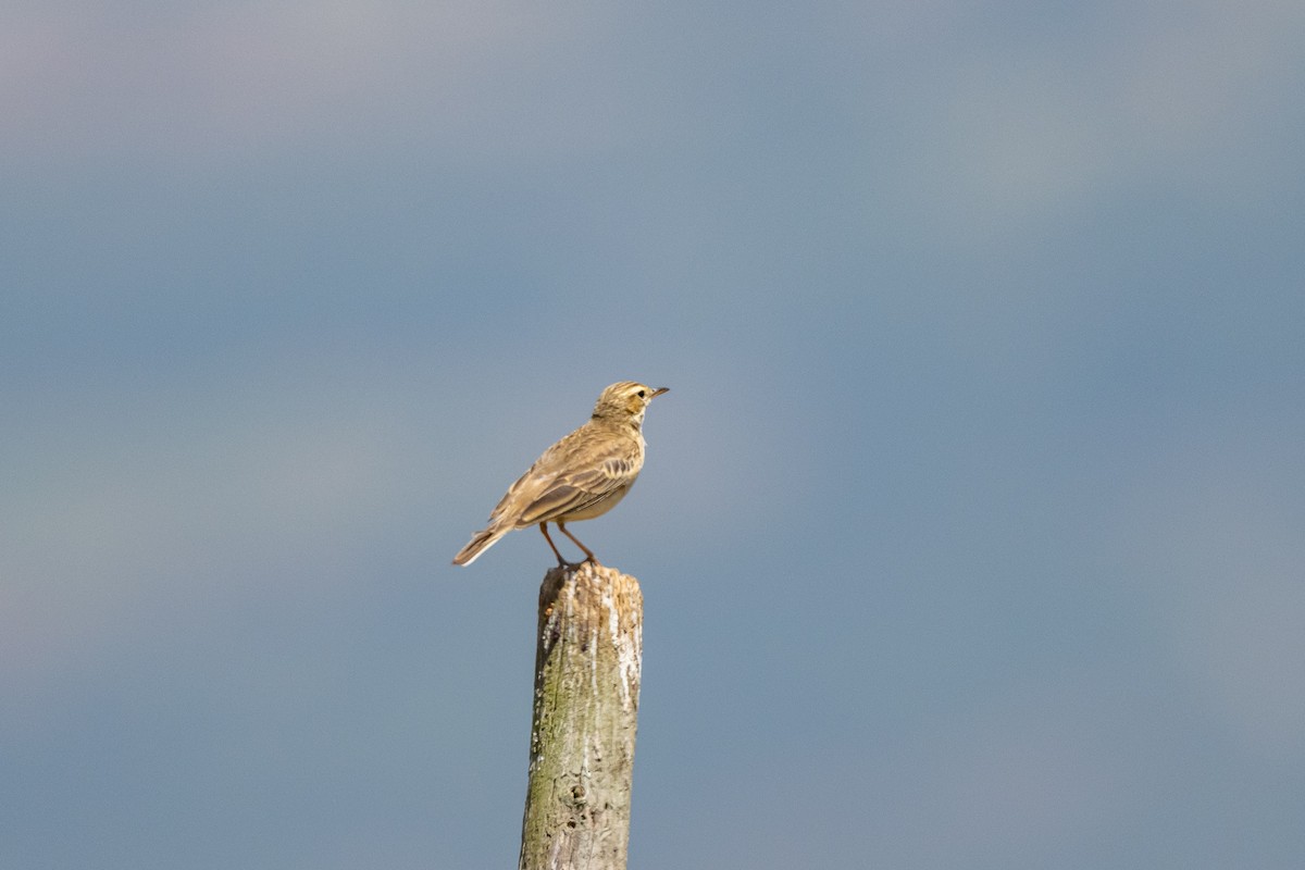 pipit sp. - ML421057621