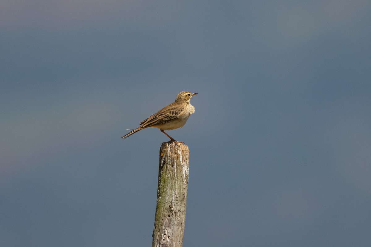 pipit sp. - ML421057631