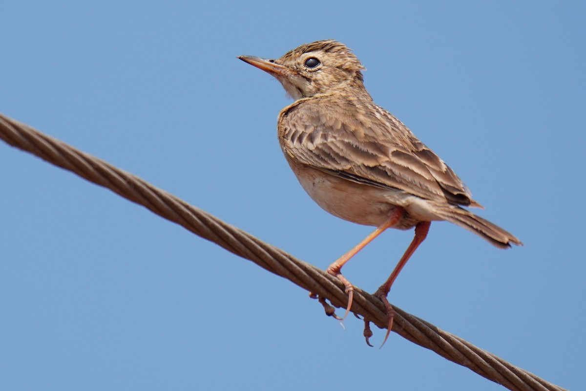 pipit sp. - ML421060581