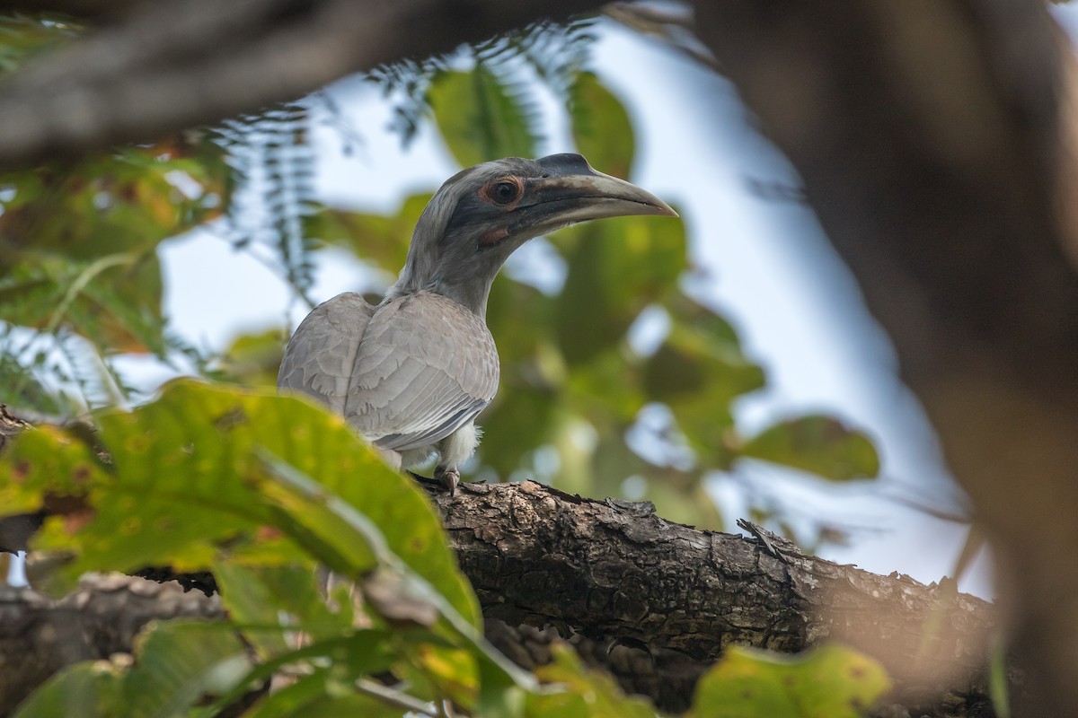 Indian Gray Hornbill - ML421061671