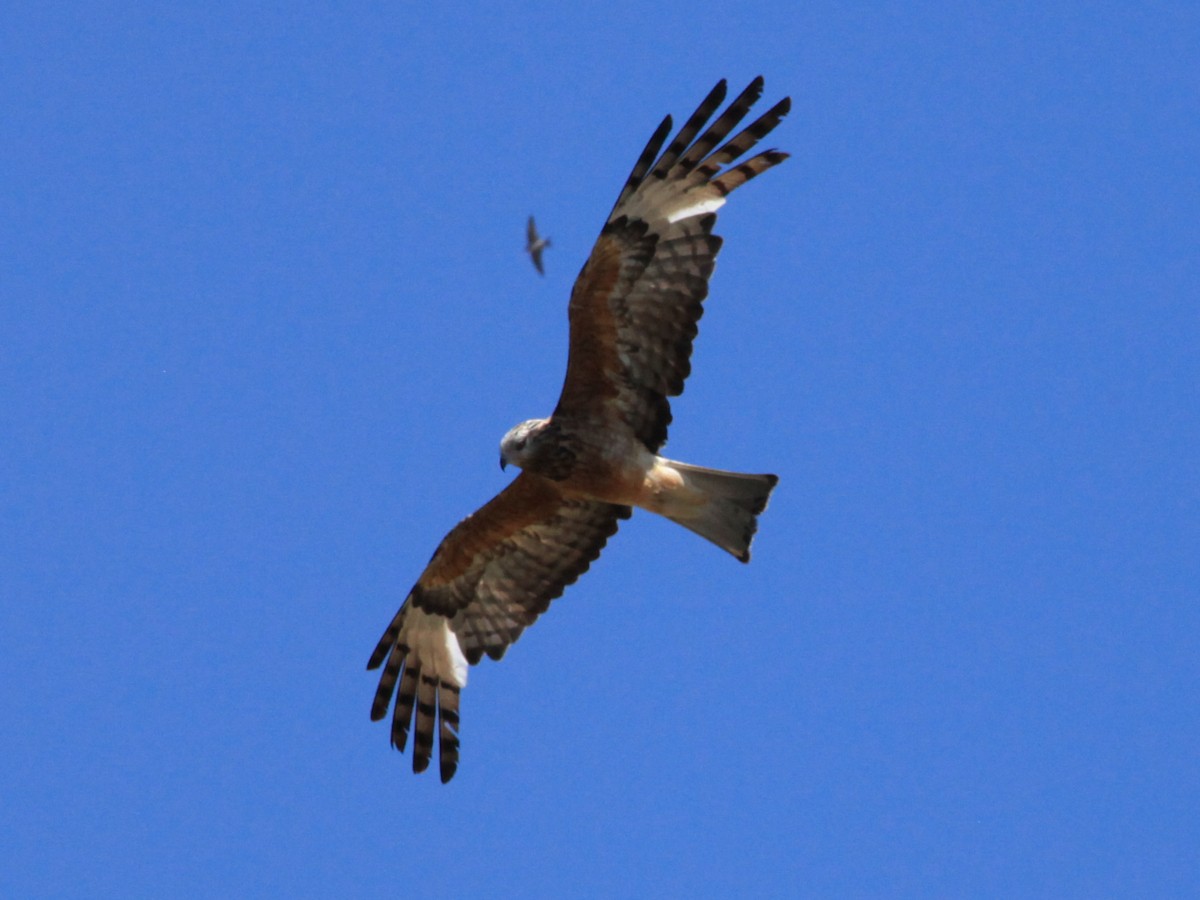 Square-tailed Kite - Martyn Covey