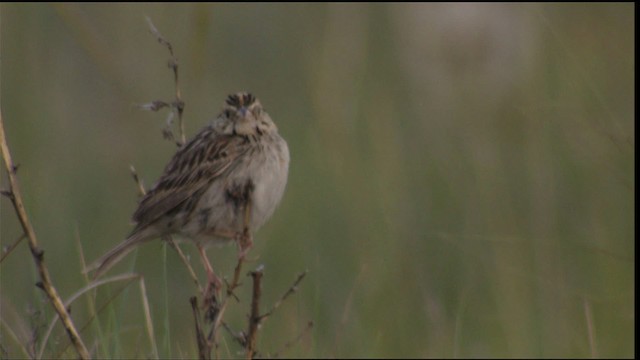 Baird's Sparrow - ML421069