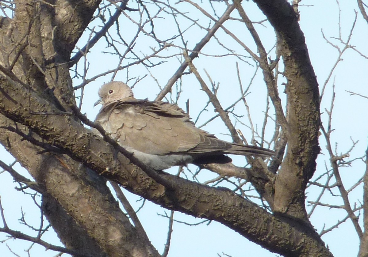 Eurasian Collared-Dove - ML421072601