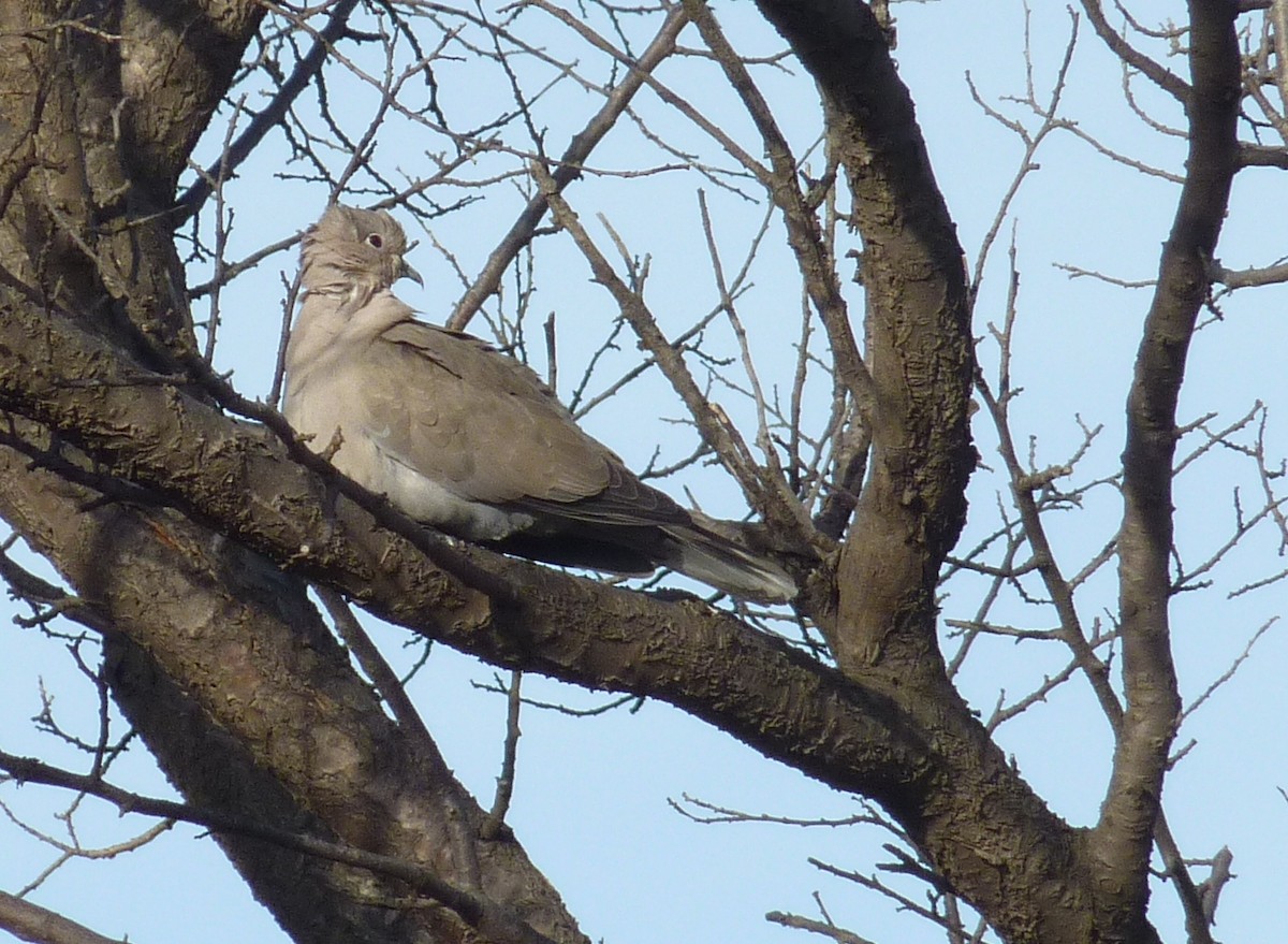 Eurasian Collared-Dove - ML421072641