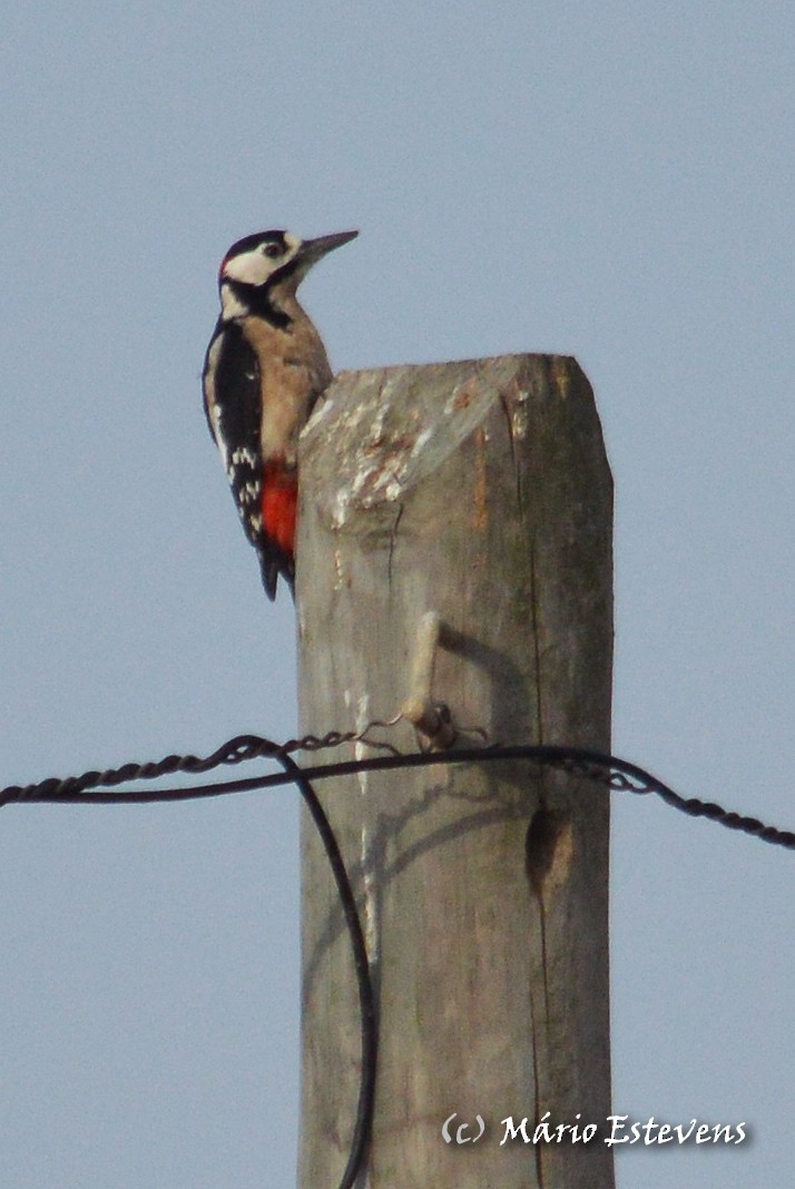 Great Spotted Woodpecker - ML42107591