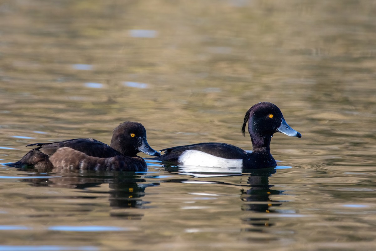 Tufted Duck - Alexis Lours