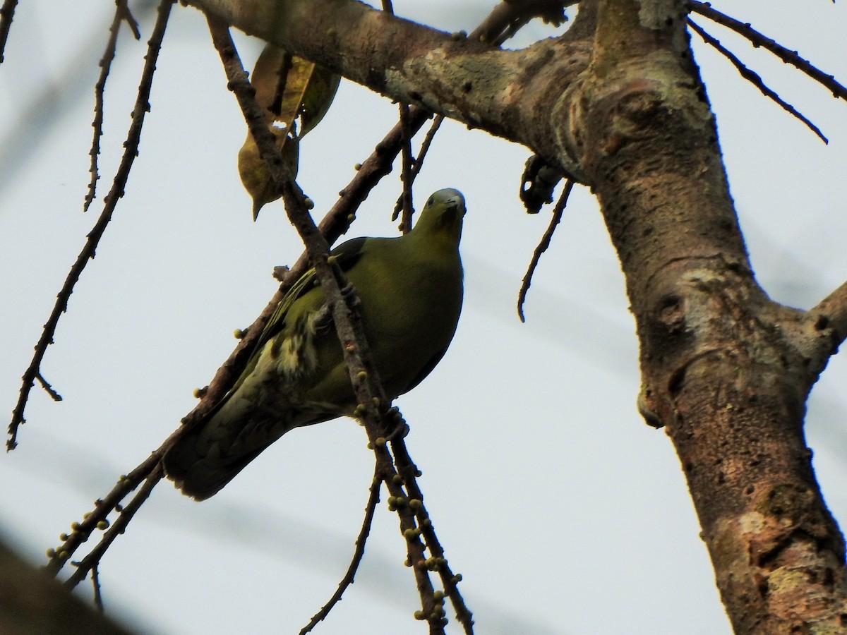 Gray-fronted Green-Pigeon - ML421086521