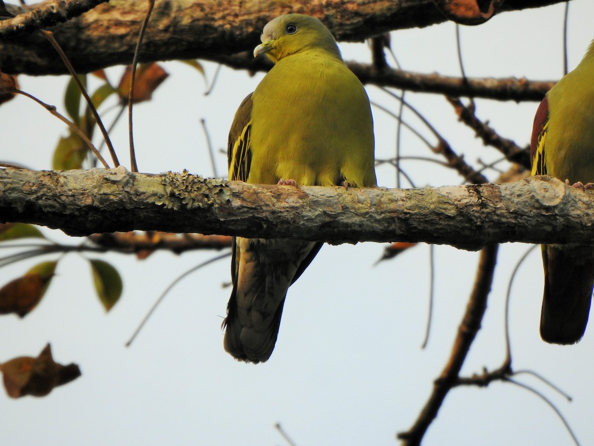 Gray-fronted Green-Pigeon - ML421086721