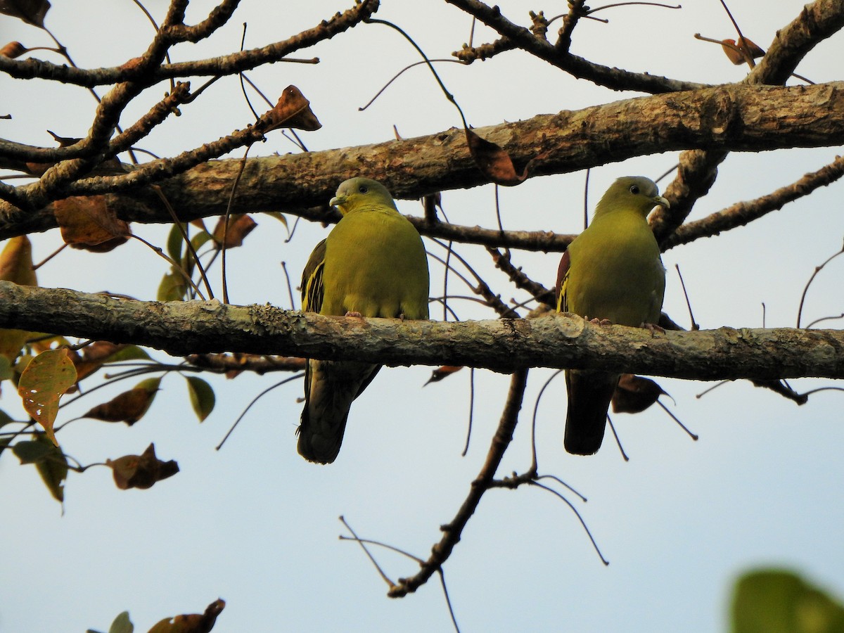 Gray-fronted Green-Pigeon - ML421086731