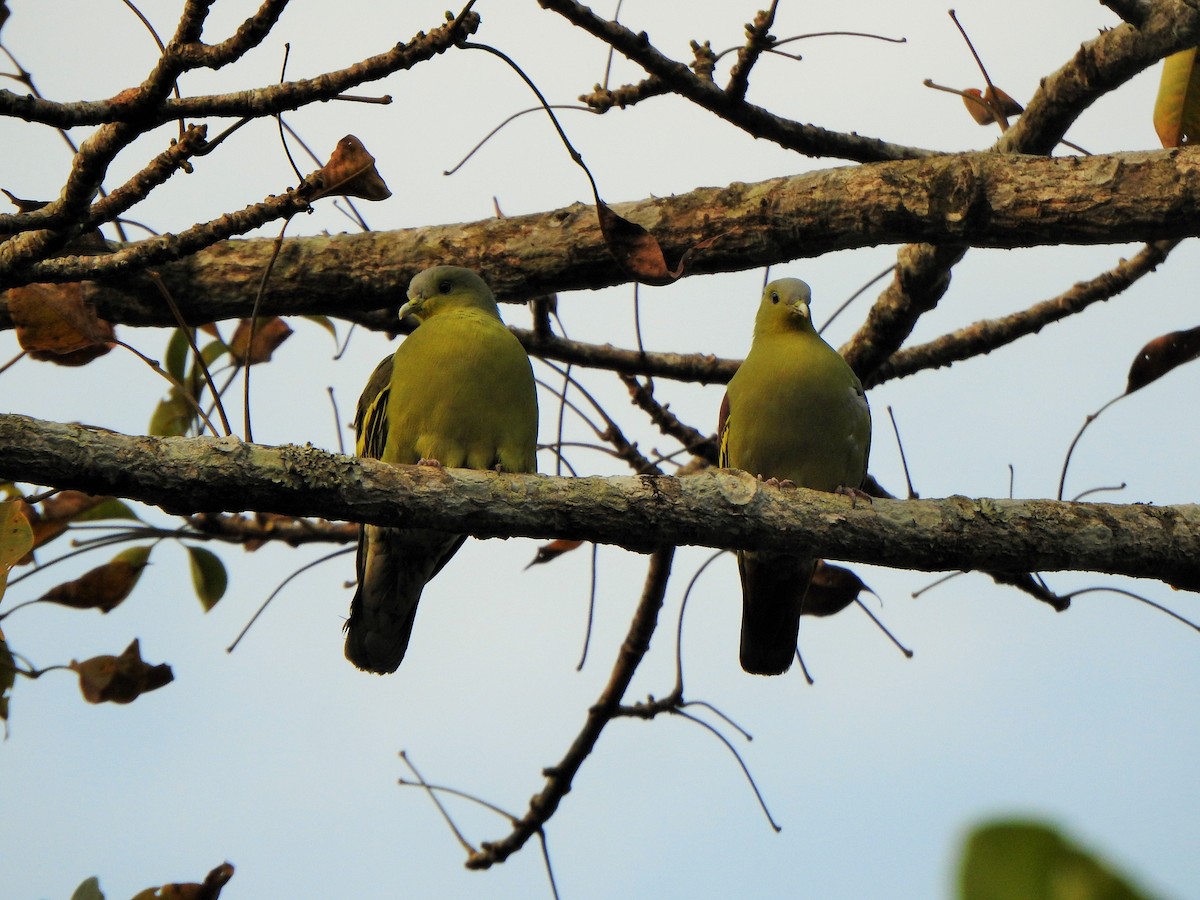 Gray-fronted Green-Pigeon - ML421086741