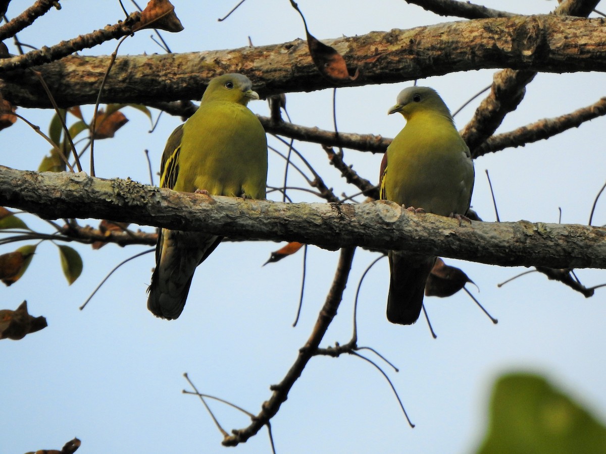 Gray-fronted Green-Pigeon - ML421087251