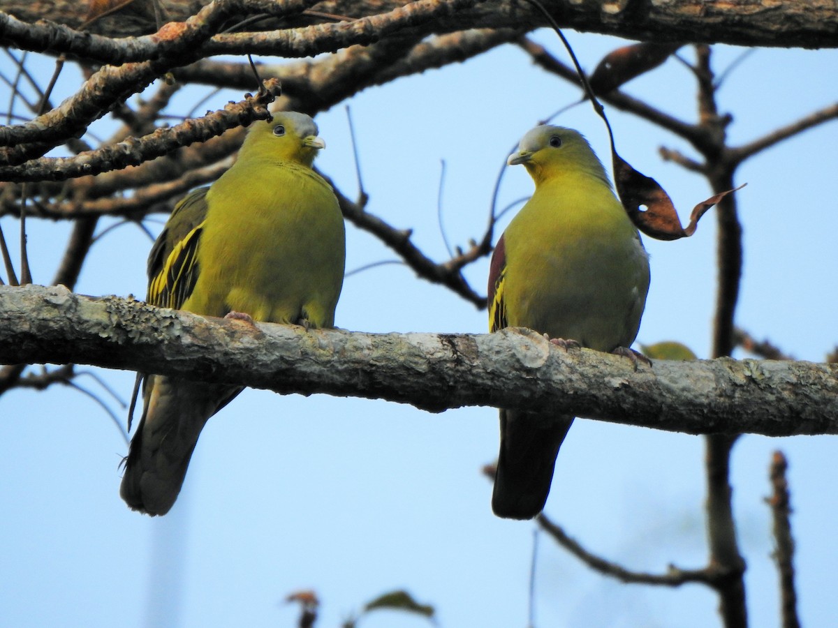 Gray-fronted Green-Pigeon - ML421087331