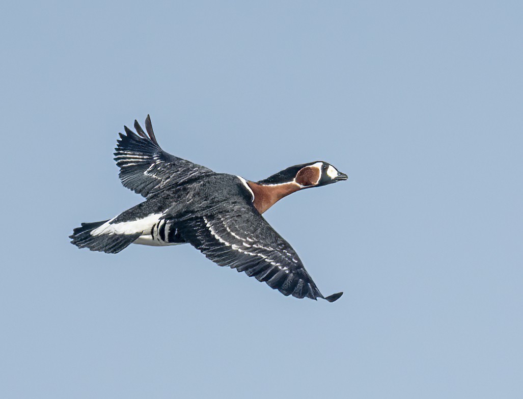 Red-breasted Goose - ML421088911