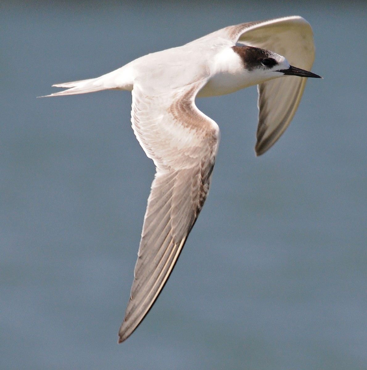 Common Tern - Steven Mlodinow
