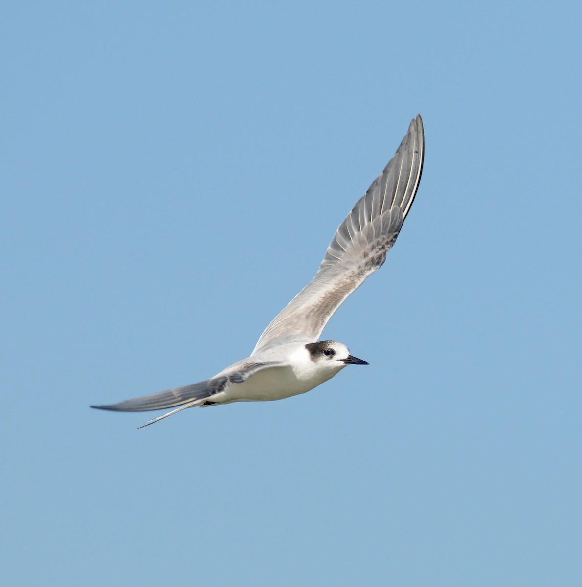 Common Tern - ML42109271