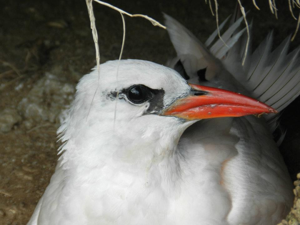 Red-tailed Tropicbird - ML421096471