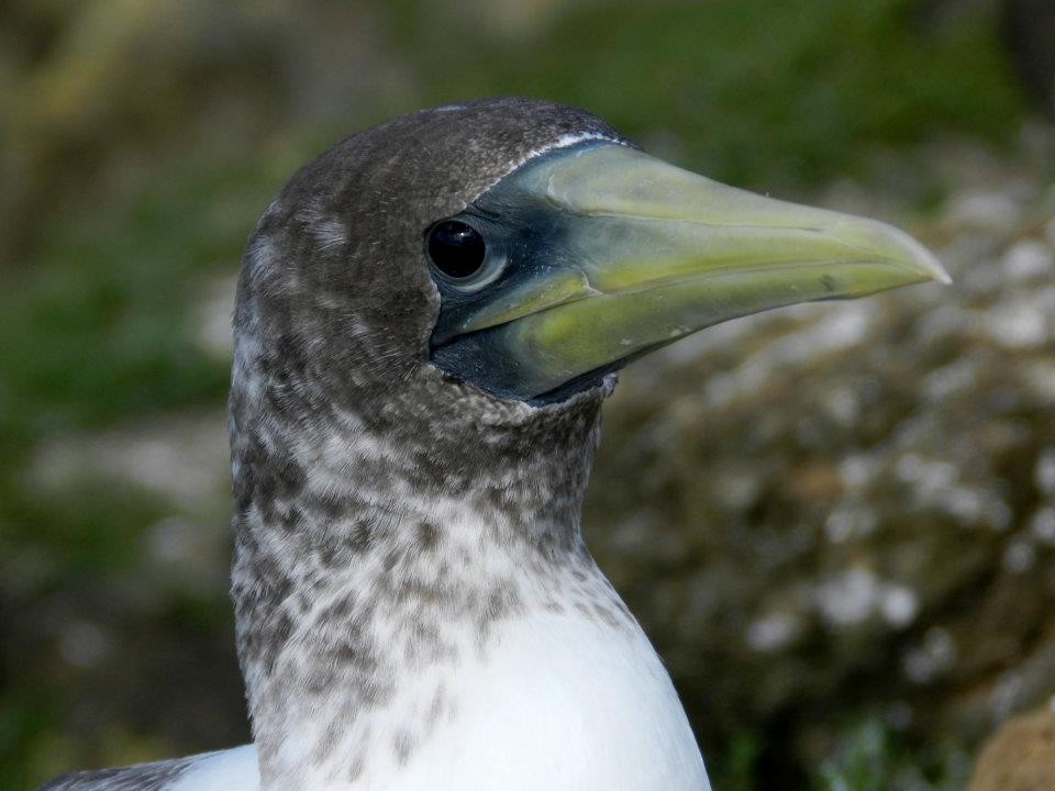 Masked Booby - ML421096631