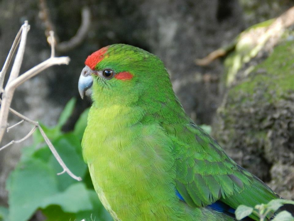 Red-crowned Parakeet - ML421096691