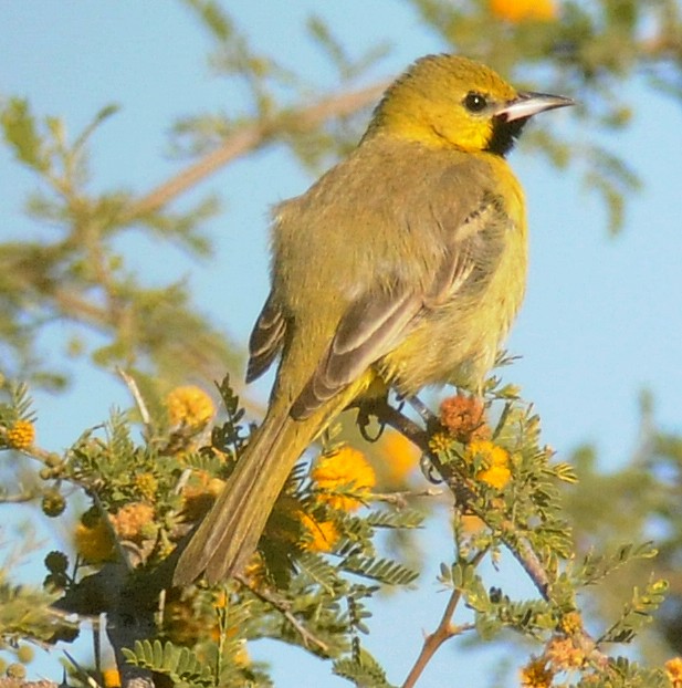 Orchard Oriole - ML42109701