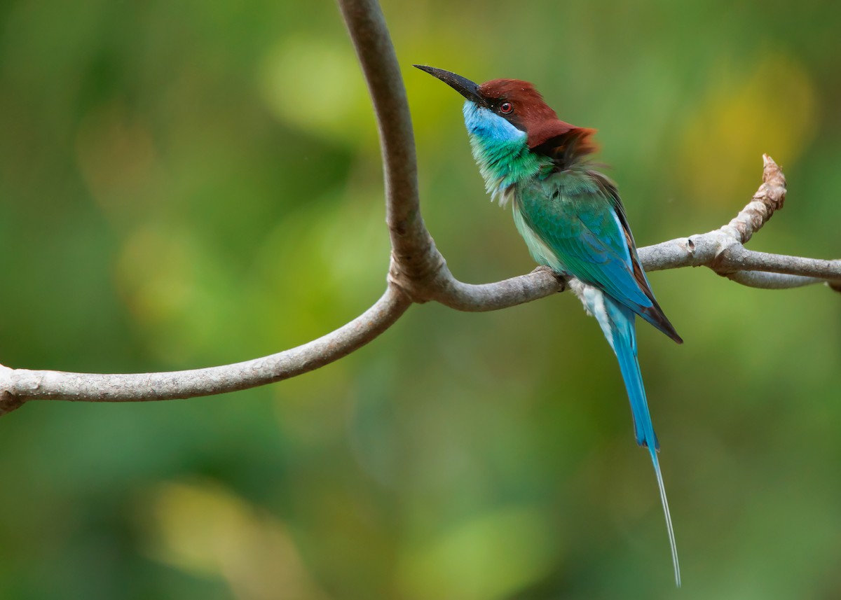 Blue-throated Bee-eater - ML421100121