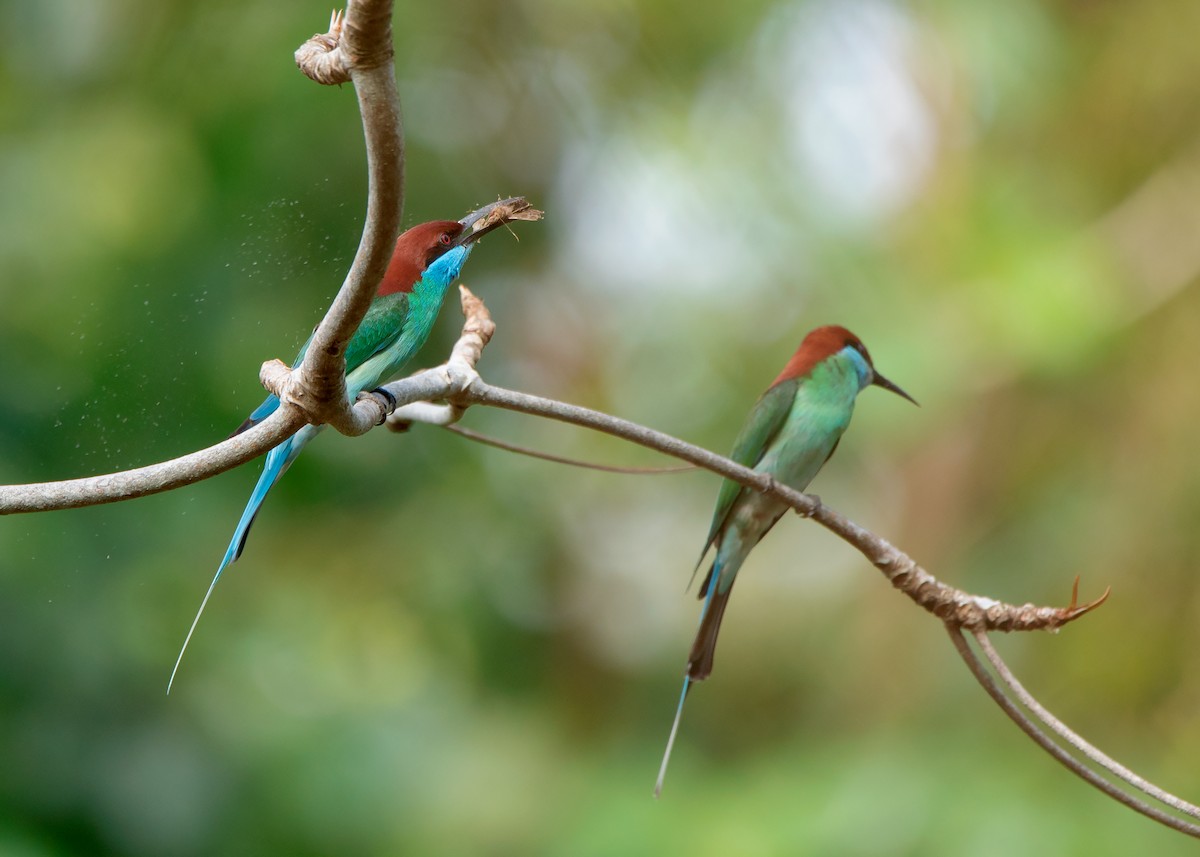 Blue-throated Bee-eater - ML421100131