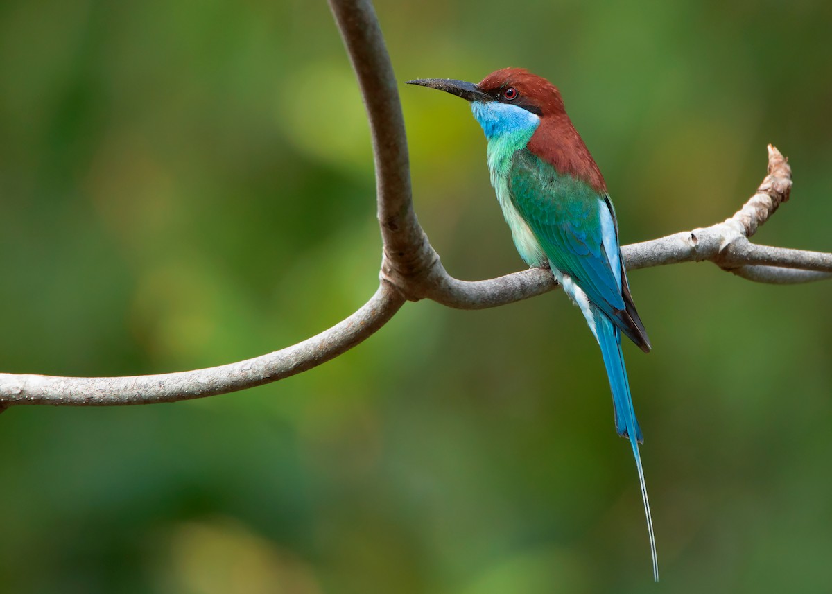 Blue-throated Bee-eater - ML421100141