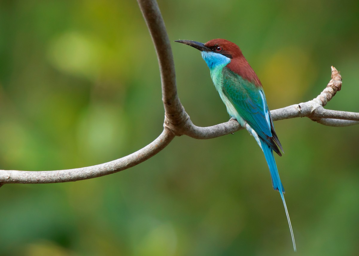 Blue-throated Bee-eater - Ayuwat Jearwattanakanok