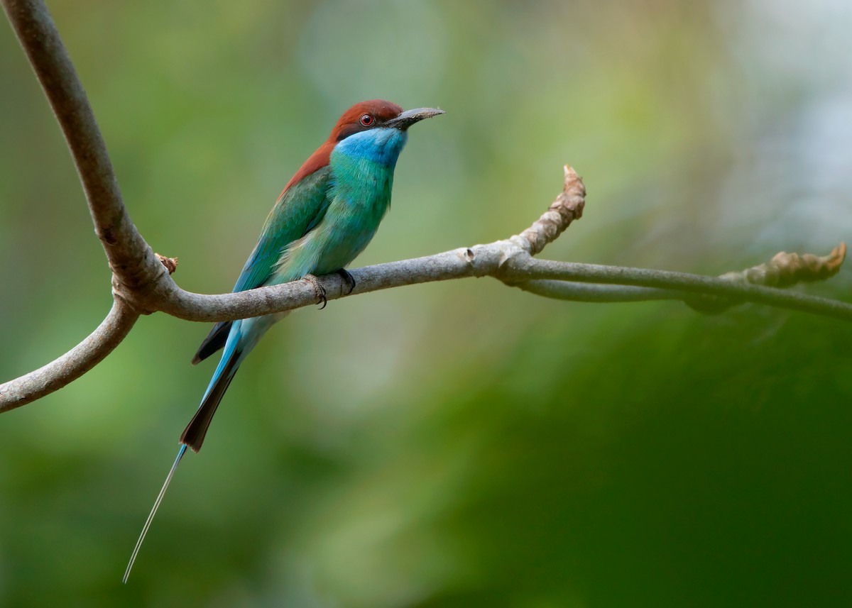 Blue-throated Bee-eater - Ayuwat Jearwattanakanok