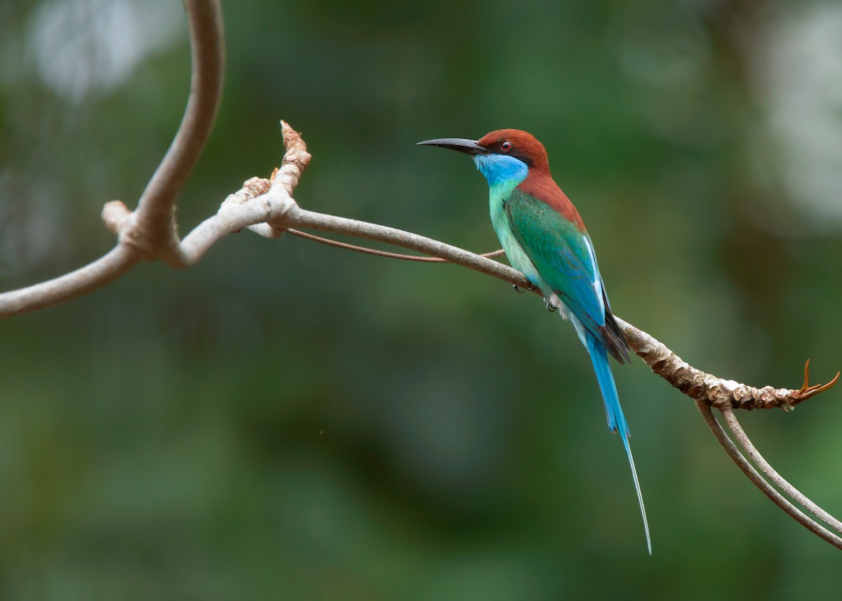 Blue-throated Bee-eater - ML421100231