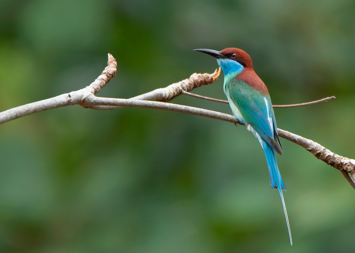 Blue-throated Bee-eater - ML421100271