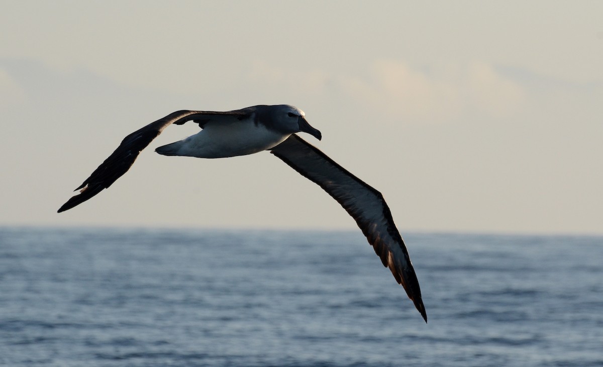 Salvin's Albatross - David M. Bell