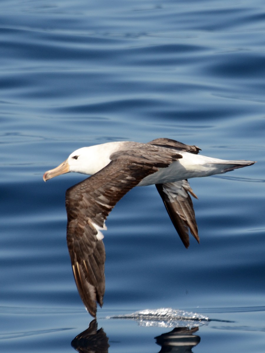 Black-browed Albatross - ML42110161
