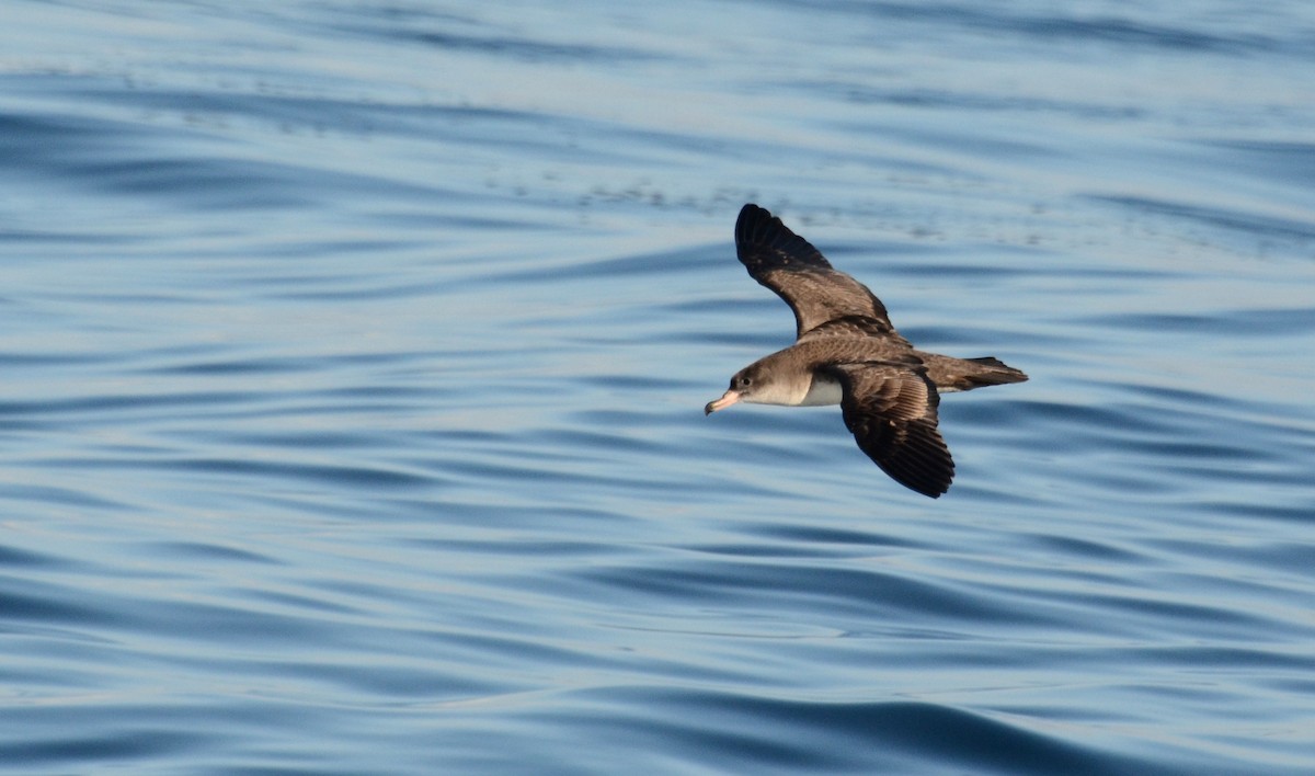 Pink-footed Shearwater - David M. Bell