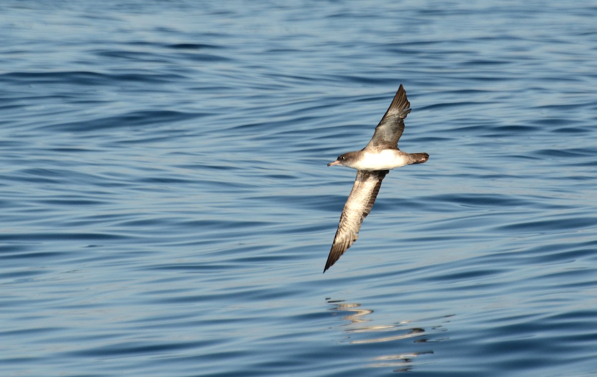 Pink-footed Shearwater - ML42110291