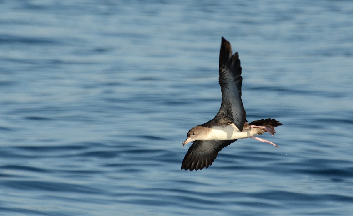 Pink-footed Shearwater - ML42110301