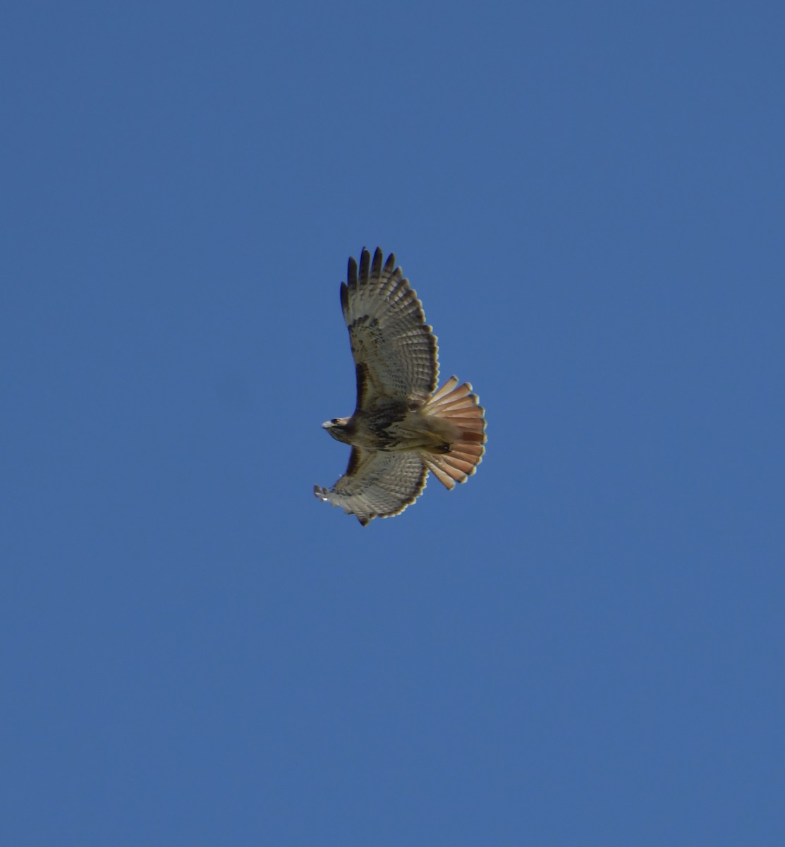 Red-tailed Hawk (jamaicensis) - ML421105061