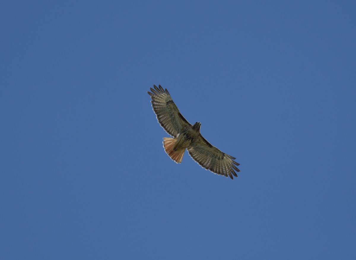 Red-tailed Hawk (jamaicensis) - ML421105141