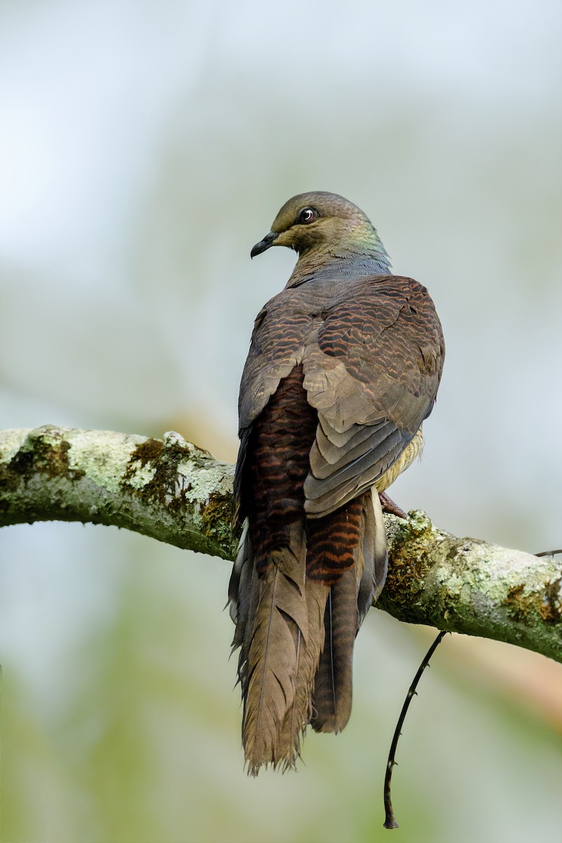 Barred Cuckoo-Dove - ML421107061