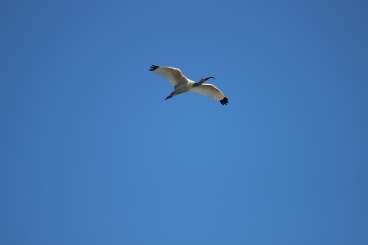 ibis bílý - ML421110571