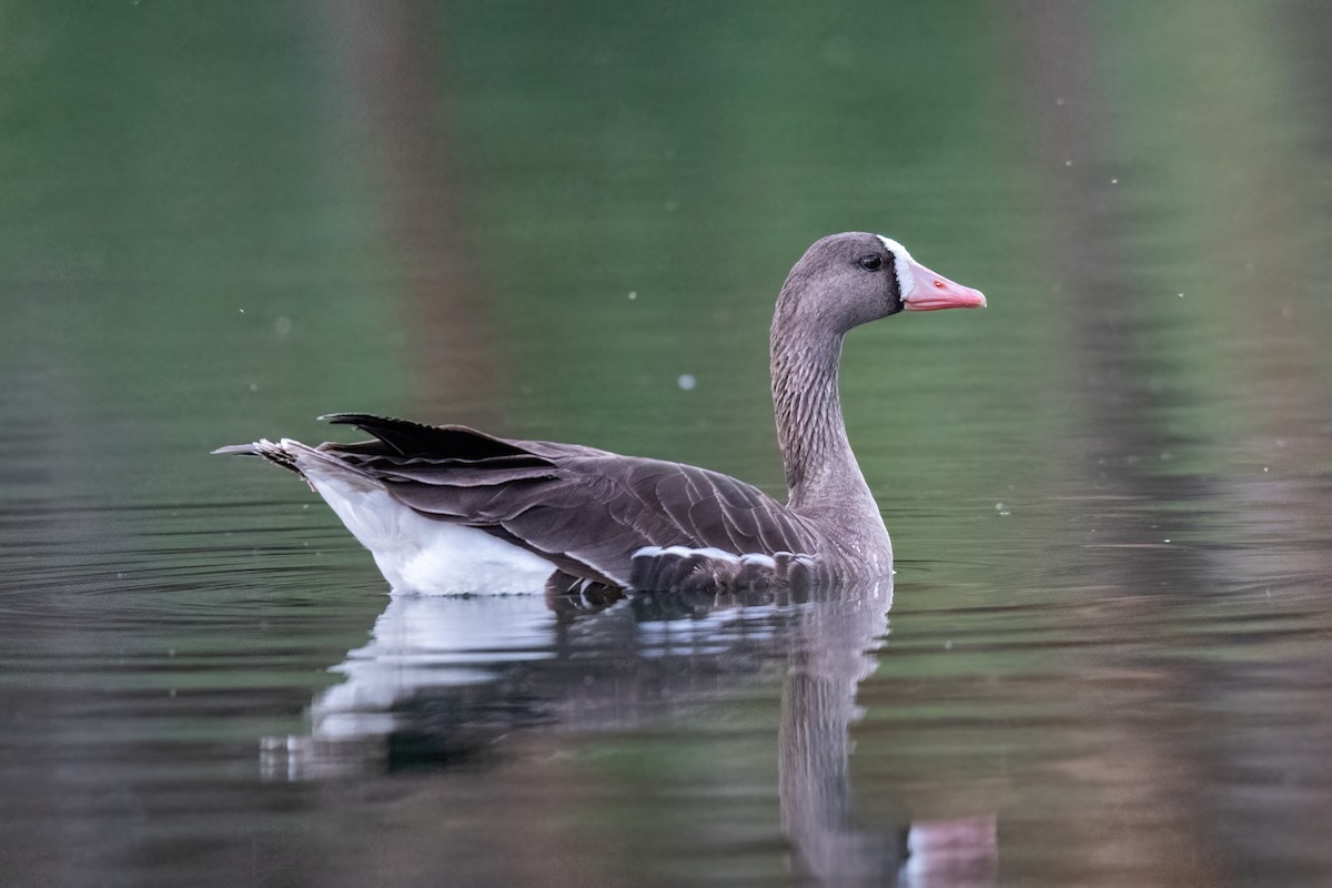 Greater White-fronted Goose - ML421111761