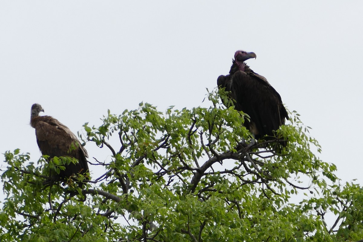 Lappet-faced Vulture - ML42111421